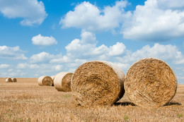 Tumbleweed / field of gold