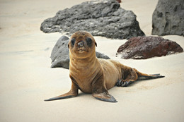 Galapagos Sea Lion / Galapagos Sea Lion