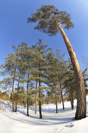 Palmen / ***