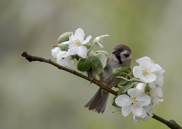 Memories of spring / ***