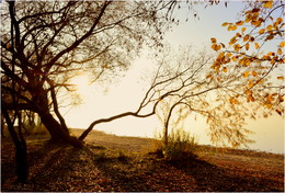 Fog and sun / ***