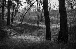 in the autumn forest / ***