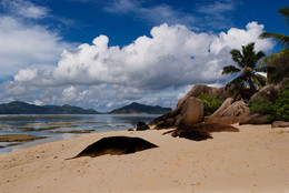 In a tropical paradise / ***