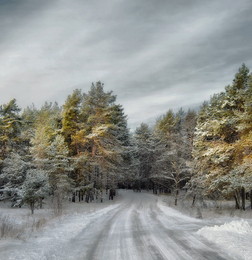 Winter Forest / ***