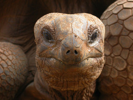  / Portait einer Riesenschildkröte auf Mauritius