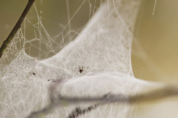 Der Besitzer Sprungbrett / ***