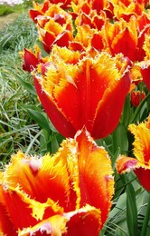 Tulips in Sochi / Tulips in Sochi