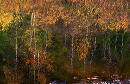 Reflection of autumn / ***