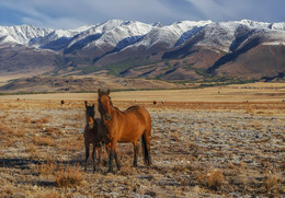 In Kurai steppe / ***