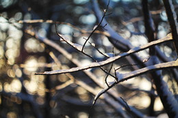 Frosty, cold, beautiful. / ***