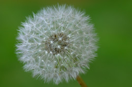  / Geöffneter Löwenzahn-Fruchtstand, genannt Pusteblume