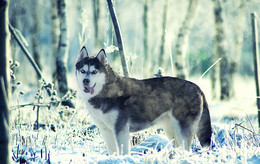 Winter / ***