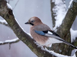 Jay / ***