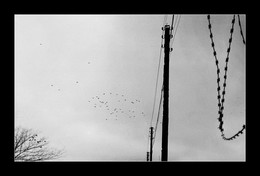 Man hat zu wählen / ***