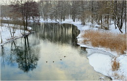 Christmas duck patrol / ***