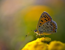 Sommer kommt bald / ***