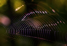Rhyme of morning light / ***