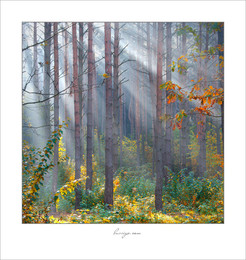 Rhyme of morning light / ***
