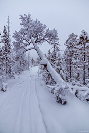 fallen tree / ***