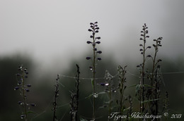 Reim des Morgenlichts / ***