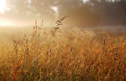 Reim des Morgenlichts / ***