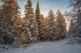 evening in the forest / ***