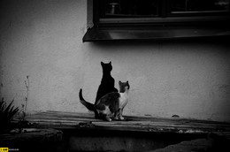 Warten auf ein Wunder / ***