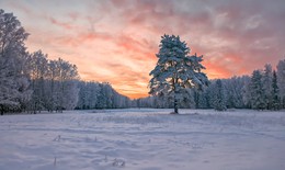 dawns ... / ***
