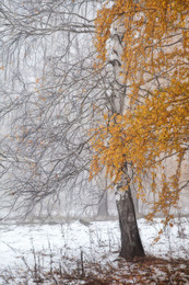 Winter is coming / ***