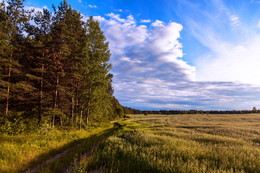 Summer Evening / ***