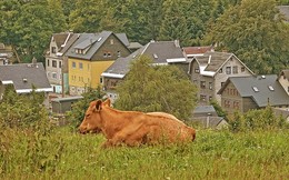 Eine glückliche Kuh / ***