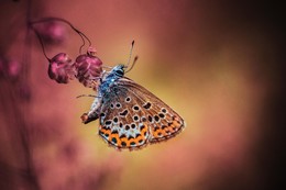 Butterfly in Purple / ***
