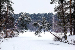 Im Wald / ***