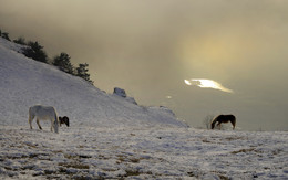 Horses Demerji / ***