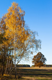 Autumn / ***