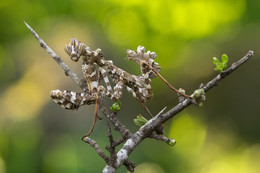  / Blepharopsis