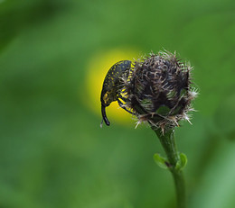 Im Mond..... / Trügrüssler auf Distel, im Hintergrund eine Trollblume