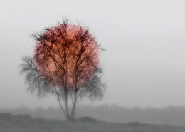 WESTRUPER HEIDE / Sonnenaufgang in der Westruper Heide bei Haltern am See an einem nebligen Wintermorgen.