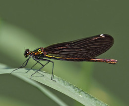 Schönheit / Blauflügel Prachtlibelle Weibchen