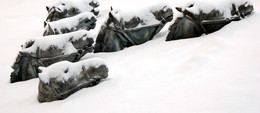 horses / ***