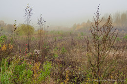 Fog / ***