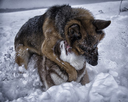 Squabble / ***