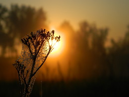At dawn / ***