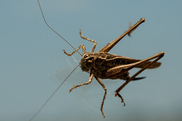 Grasshopper / ***