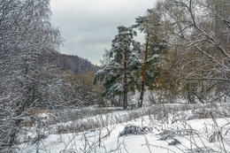 Two pine / ***