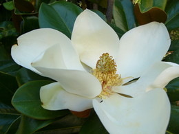 Magnolienbaum / ***