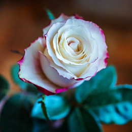 Rose / ***