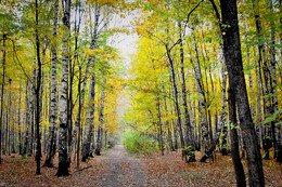 Straße zum Herbst / ***