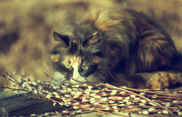 Smell of spring / ***
