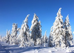 frost and sun, a wonderful day / ***